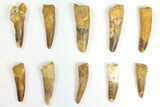 Lot: to Bargain Spinosaurus Teeth - Pieces #141534-1